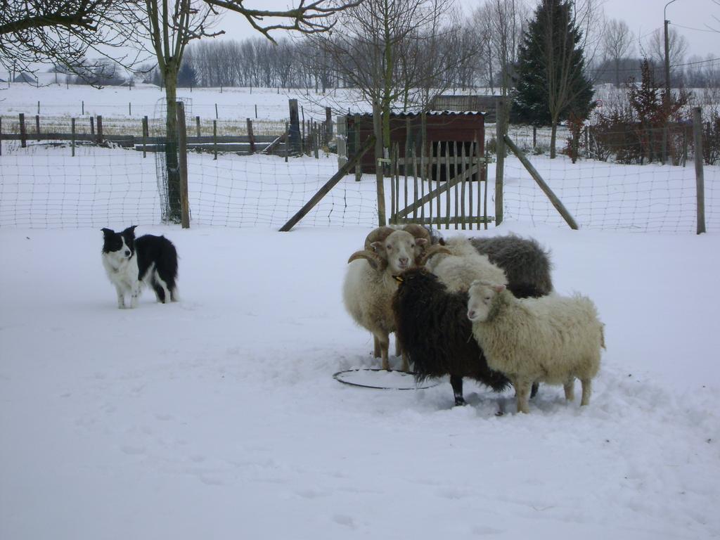 Gite Les Mineurs Zottegem ภายนอก รูปภาพ